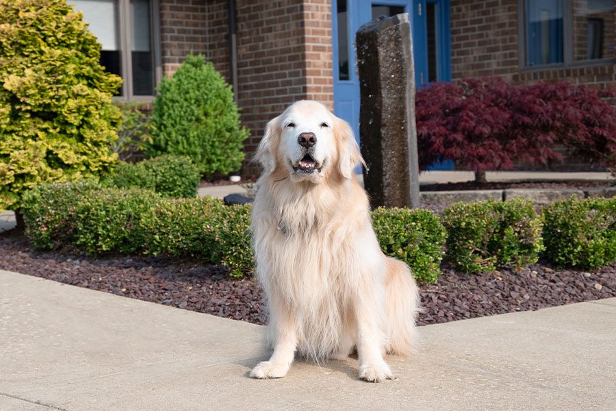 About Us - Get to Know Us Golden Retriever Sitting in Front of the Office Space